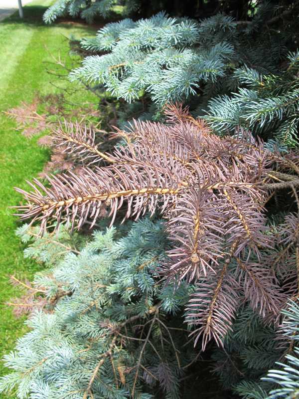 Needlecasts and evergreen tip blights